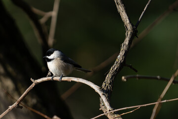 Obraz premium Carolina Chickadee 