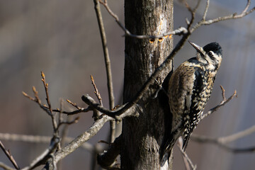 Yellow-Bellied Sapsucker 