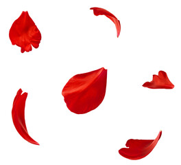Beautiful red petals of red Peony flower falling in the air isolated on white background. High...