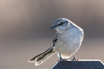 Mocking Bird 