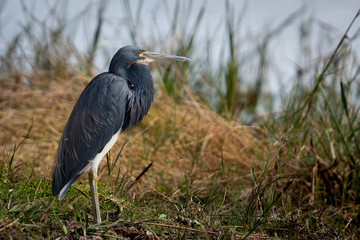 Tricolored Heron 