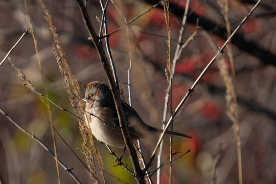 Sparrow in the Fall 