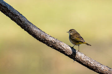 Palm Warbler 