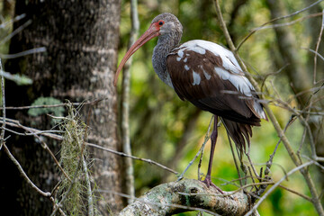 Immature white Ibis 