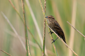 Female Bird 