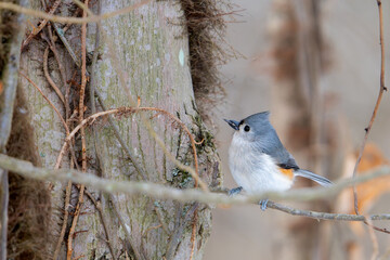 Tufted Titmouse  © Justin