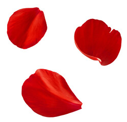 Fototapeta premium Beautiful red petals of red Peony flower falling in the air isolated on white background. High resolution. Zero gravity or levitation concept.