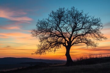 Naklejka premium Breathtaking Serengeti Sunrise: Golden Hues Illuminate the Trees and Sky in Tanzania's Natural Landscape