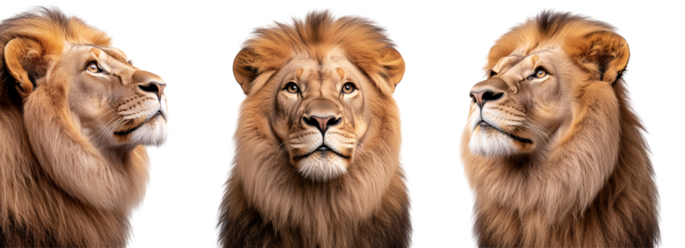 set of lion portraits from different sides isolated on transparent background