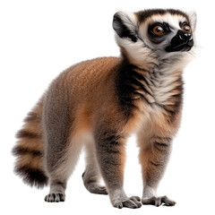 Fototapeta premium whole view of lemur isolated on a transparent background