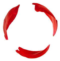 Fototapeta premium Beautiful red petals of red Peony flower falling in the air isolated on white background. High resolution. Zero gravity or levitation concept.