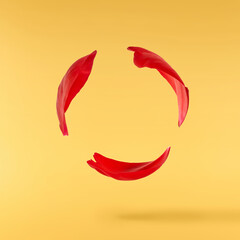 Beautiful red petals of red Peony flower falling in the air isolated on yellow background. High resolution. Zero gravity or levitation concept.