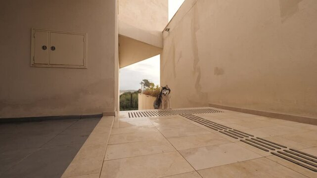 Playful Husky dog climbing on marble staircase casual female owner enjoy outdoor leisure activity