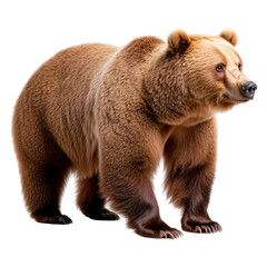 Obraz premium whole standing brown bear isolated on a transparent background
