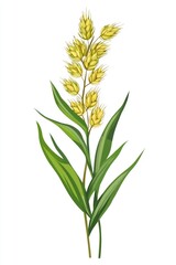 Fototapeta premium Isolated Green Barley Spike on Pure White Backdrop: Natural Plant Beauty