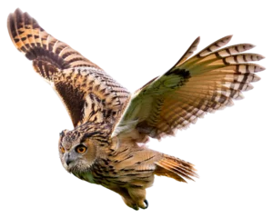 Fototapete Rund Brown owl flying flapping its wings, isolated on white background © Fuad