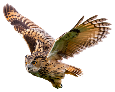 Brown owl flying flapping its wings, isolated on white background
