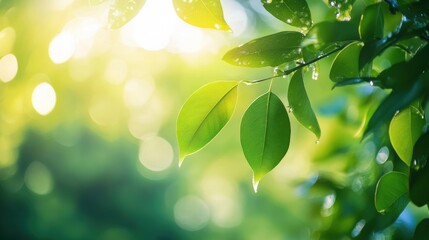 Fresh green leaves glistening in sunlight.