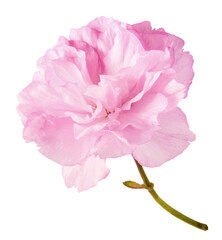 Beautiful blooming of delicate pink Sakura flowers falling in the air, isolated on white background. Zero gravity or levitation spring flowers conception, high resolution image