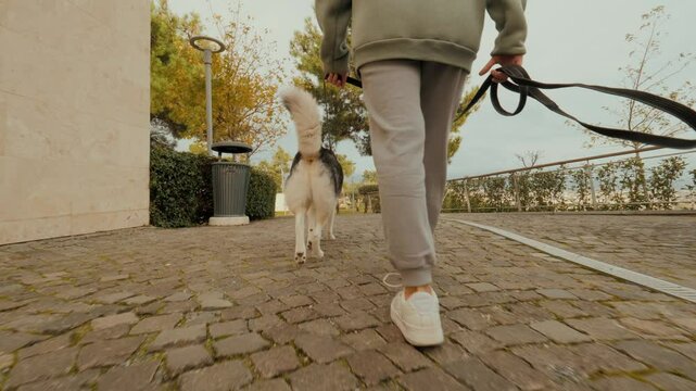 Casual woman Husky dog owner walking with pet at autumn city park back view closeup
