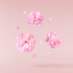 Beautiful blooming of delicate pink Sakura flowers falling in the air, isolated on pink background....
