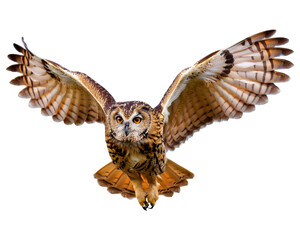 Fototapeta premium Brown owl flying flapping its wings, isolated on white background