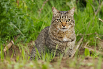 Tomcat sits on the meadow, tomcat looks sweetly between blades of grass, cat sits in the grass, sweet cat looks very lovely through the grass, cuddly cat on the meadow