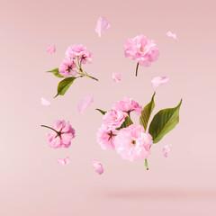 Beautiful blooming of delicate pink Sakura flowers falling in the air, isolated on pink background. Zero gravity or levitation spring flowers conception, high resolution image