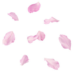 Beautiful pink petals of Sakura flower falling in the air, isolated on white background. Zero...