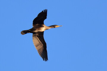 volo al tramonto