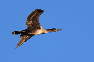 volo al tramonto