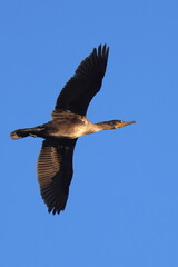 volo al tramonto