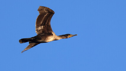 volo al tramonto