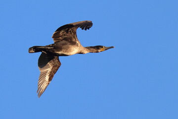 volo al tramonto