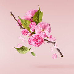 Beautiful blooming of delicate pink Sakura flowers falling in the air, isolated on pink background....