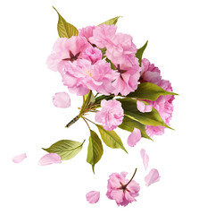 Beautiful blooming of delicate pink Sakura flowers falling in the air, isolated on white...
