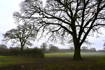 beautiful winter landscape with low lying mist and perfect looking bare tree