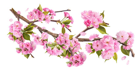 Beautiful blooming of delicate pink Sakura flowers falling in the air, isolated on white background. Zero gravity or levitation spring flowers conception, high resolution image