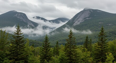Obraz premium Dramatic Mountain Range with Fog and Pine Trees in Cloudy Weather