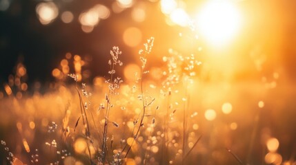 Fototapeta premium Golden hour magic in a field of wildflowers.