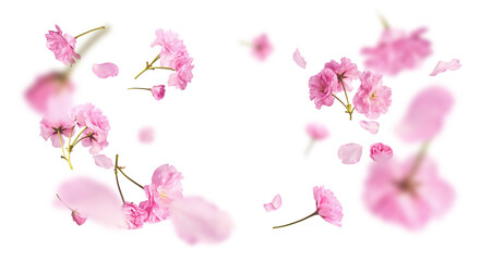 Beautiful blooming of delicate pink Sakura flowers falling in the air, isolated on white background. Zero gravity or levitation spring flowers conception, high resolution image