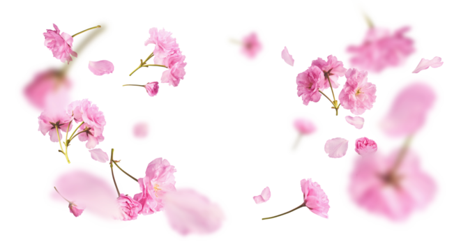Beautiful blooming of delicate pink Sakura flowers falling in the air, isolated on white background. Zero gravity or levitation spring flowers conception, high resolution image