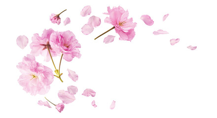 Obraz premium Beautiful blooming of delicate pink Sakura flowers falling in the air, isolated on white background. Zero gravity or levitation spring flowers conception, high resolution image