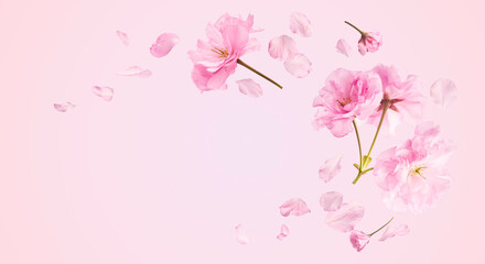 Beautiful blooming of delicate pink Sakura flowers falling in the air, isolated on pink background....