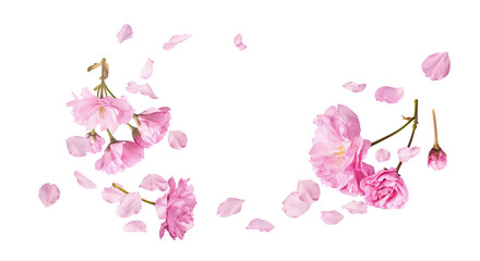 Beautiful blooming of delicate pink Sakura flowers falling in the air, isolated on white background. Zero gravity or levitation spring flowers conception, high resolution image