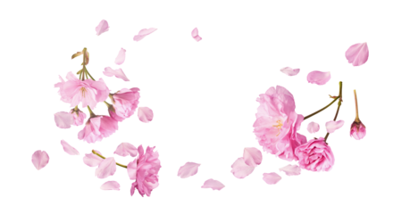 Beautiful blooming of delicate pink Sakura flowers falling in the air, isolated on white background. Zero gravity or levitation spring flowers conception, high resolution image