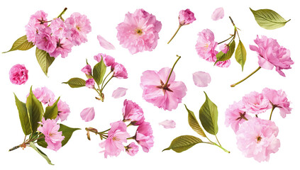 A creative set with Beautiful blooming of delicate pink Sakura flowers falling in the air, isolated...
