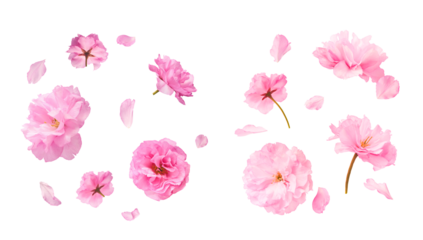 A creative set with Beautiful blooming of delicate pink Sakura flowers falling in the air, isolated on white background.