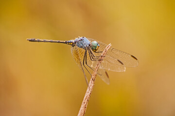Halfshade Dropwing (Trithemis aconita) 16287