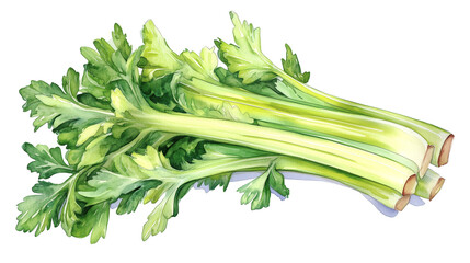 watercolor illustration of celery stalks isolated on white background